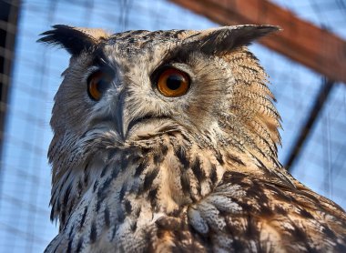 Serçe Kuş Parkı 'nda Baykuş