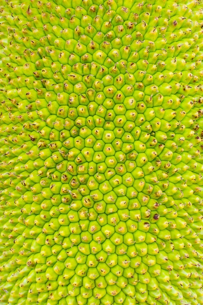 菠萝蜜绿色颜色 — 图库照片