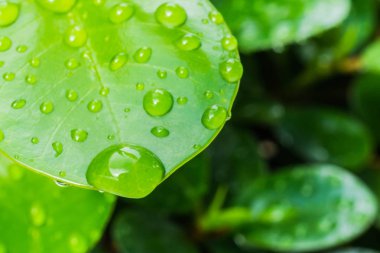 taze yeşil yapraklar