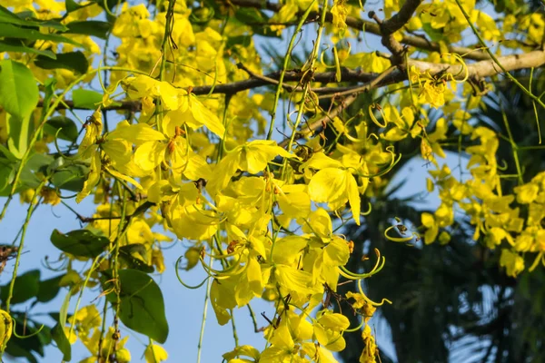 Il fiore giallo — Foto Stock