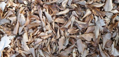 Açık kahverengi yaprakların güzel arkaplanı