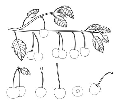 kiraz vektör kümesi satır sanat çizim
