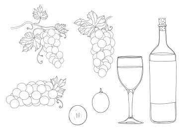 üzüm çizilmiş vektör kümesi satır sanat çizim el