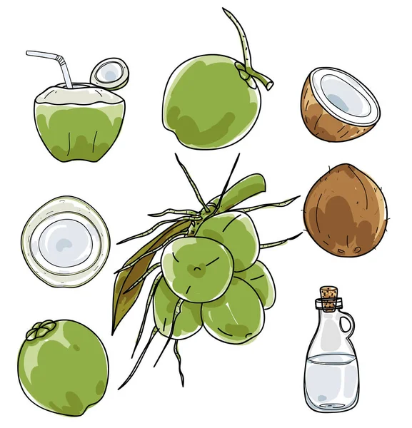 矢量的椰子手绘矢量集的蔬菜插画绘制 — 图库矢量图片
