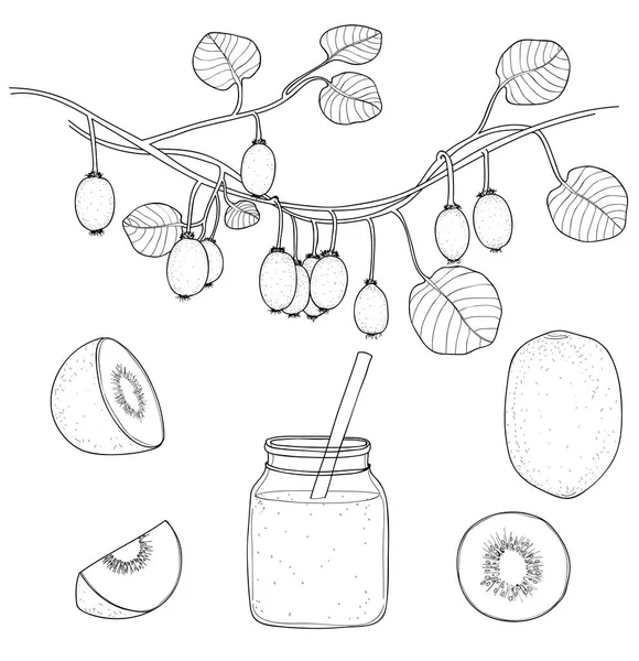 Verde fresco Kiwi Fruit vetor set line arte ilustração — Vetor de Stock