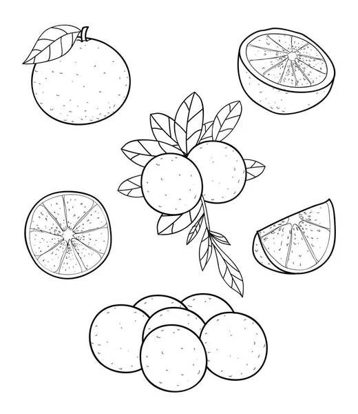 Vecteur de fruits orange dessin à la main sur fond blanc illu — Image vectorielle