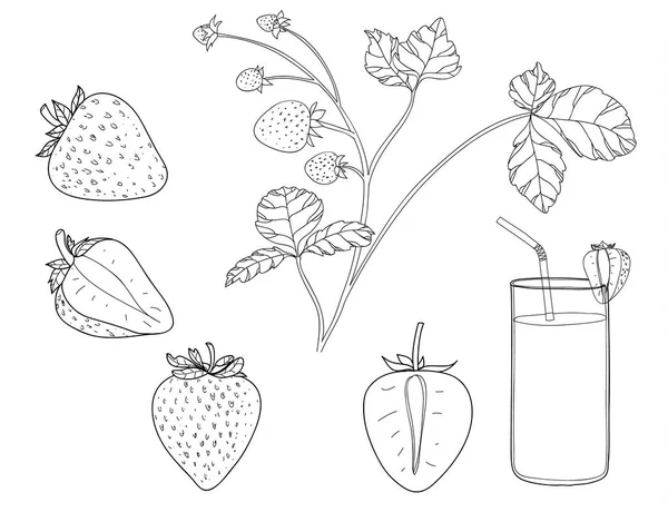 Truskawka roślin wektor zestaw linii art ilustracja — Wektor stockowy