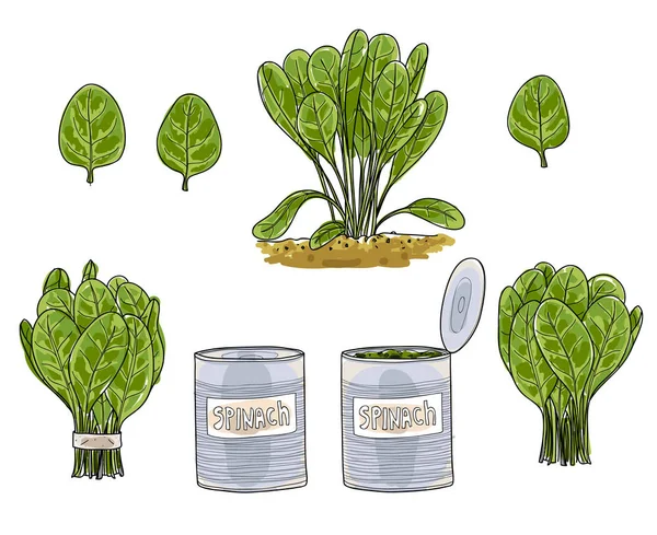 菠菜叶手绘制的艺术矢量集的艺术它制作图案 — 图库矢量图片