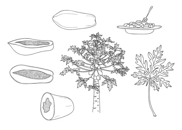 Векторная папайя с рисунком вручную — стоковый вектор