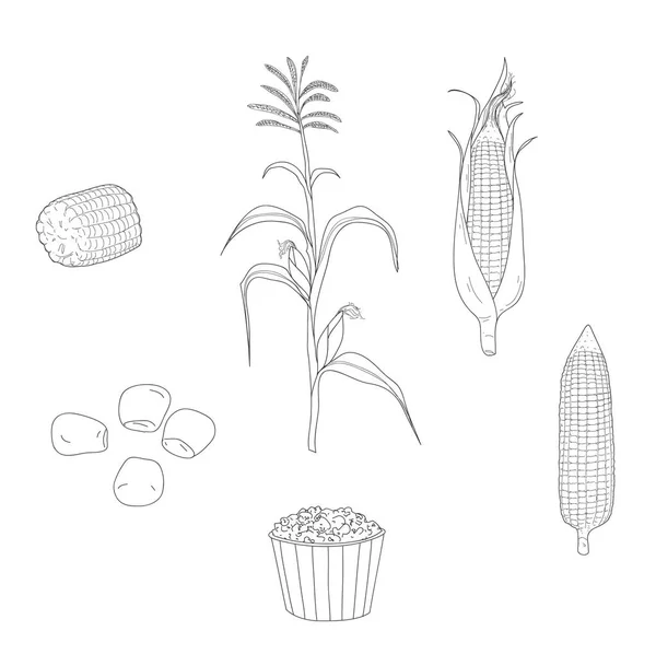 Kukorica kézzel rajzolt vektoros illusztráció sor beállítása — Stock Vector