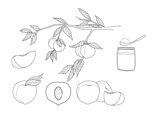 Perzik hand getrokken lijn kunst fruit set vectorillustratie — Stockvector