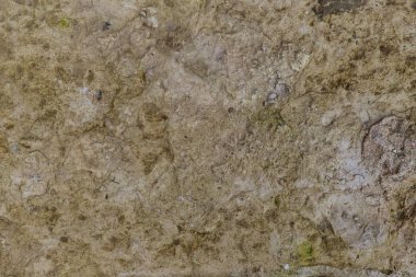 Yosun ve yosunlu eski taşın dokusu