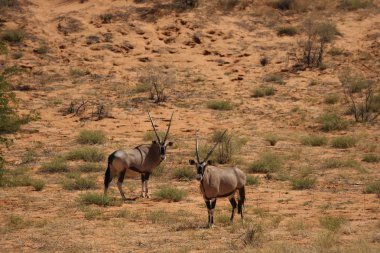Kalahari çölünde sakince kumların üzerinde duran iki mücevher kutusu veya mücevher kutusu (Oryx gazella). Kuru kum ve kuru otlar..