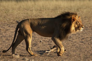 Dev aslan erkek (Panthera leo) siyah yeleli sabah güneşinde Kalahari çölünün kuru kumlarında yürüyor..