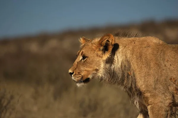 カラハリの乾燥した赤い砂の中を歩く若いライオン男性 Panthera Leo ライオンの朝黄金の太陽の下で 乾燥した砂と青空を背景に — ストック写真