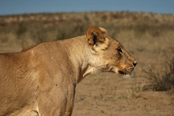 Велика Левиця Panthera Leo Зупинилася Пустелі Калахарі Золотий Сухий Пісок — стокове фото