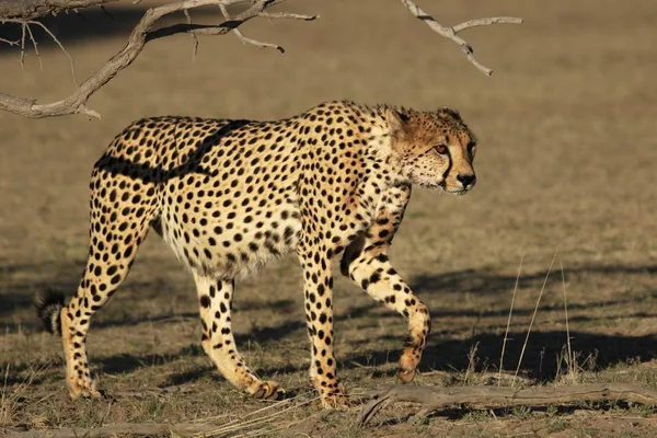 Gepard Samiec Acinonyx Jubatus Przemierzający Piasek Suchej Pustyni Kalahari Porannym — Zdjęcie stockowe