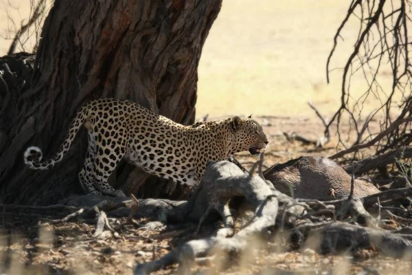 African Leopard Panthera Pardus Eating Death Wildebeest Tree Leopard Kalahari — Stock Photo, Image