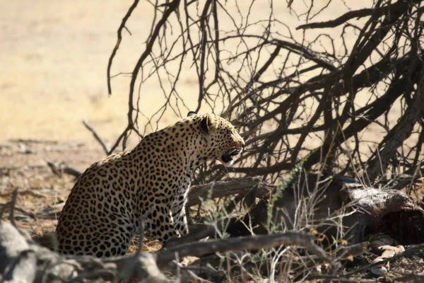 African Leopard Panthera Pardus Eating Death Wildebeest Tree Leopard Kalahari — Stock Photo, Image
