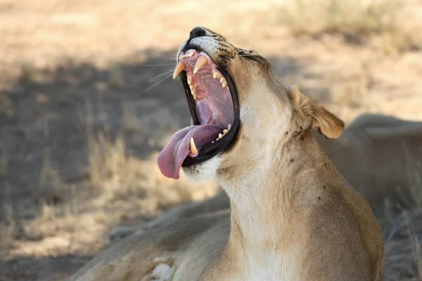 Левиця Panthera Leo Пустелі Калахарі Лежить Тіні Відкритим Ротом Великими — стокове фото