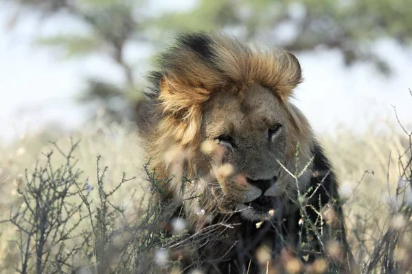 Τεράστιο Αρσενικό Λιοντάρι Panthera Leo Μαύρη Χαίτη Ξεκουράζεται Στην Ξηρά — Φωτογραφία Αρχείου
