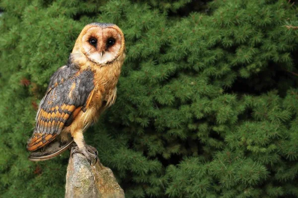 緑の木の前の石の上に座っているフクロウ Tyto Alba 緑の背景を持つ若いバーンフクロウ — ストック写真