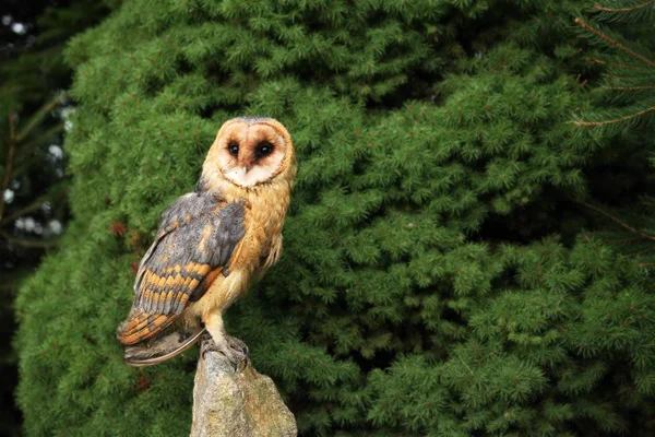 緑の木の前の石の上に座っているフクロウ Tyto Alba 緑の背景を持つ若いバーンフクロウ — ストック写真