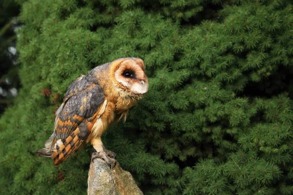 Barn Owl Tyto Alba Sentado Piedra Frente Árbol Verde Joven — Foto de Stock