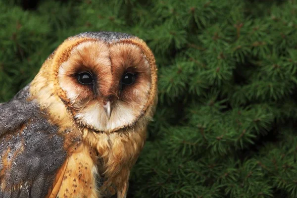 Κουκουβάγια Tyto Alba Κάθεται Στην Πέτρα Μπροστά Από Πράσινο Δέντρο — Φωτογραφία Αρχείου