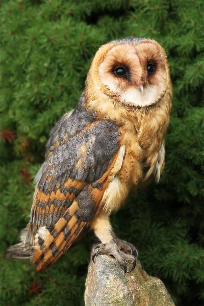 Barn Owl Tyto Alba Sentado Piedra Frente Árbol Verde Joven — Foto de Stock