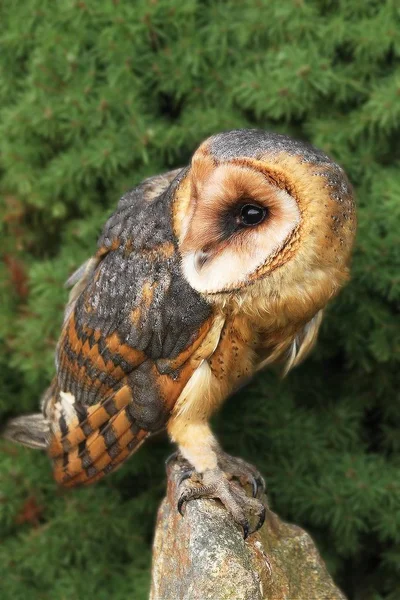 緑の木の前の石の上に座っているフクロウ Tyto Alba 緑の背景を持つ若いバーンフクロウ — ストック写真