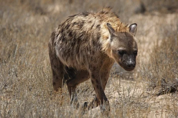 Spotted hyena (Crocuta crocuta) walking on patrol in the Kalahari desert. Dry grass and red sand in background.