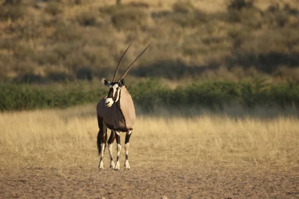Gemsbok Gemsbuck Oryx Gazella Sulla Sabbia Nel Deserto Del Kalahari — Foto Stock