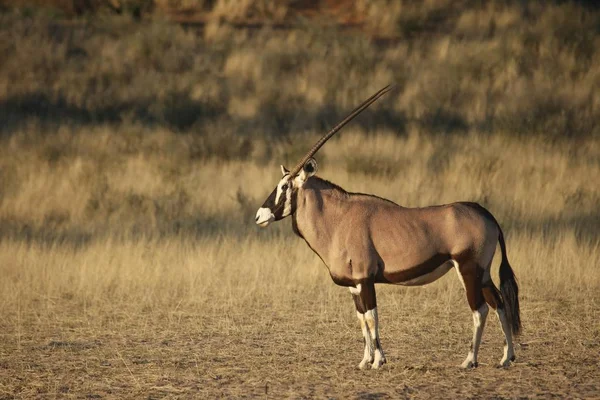 Gemsbok Lub Gemsbuck Oryx Gazella Stojący Piasku Pustyni Kalahari — Zdjęcie stockowe