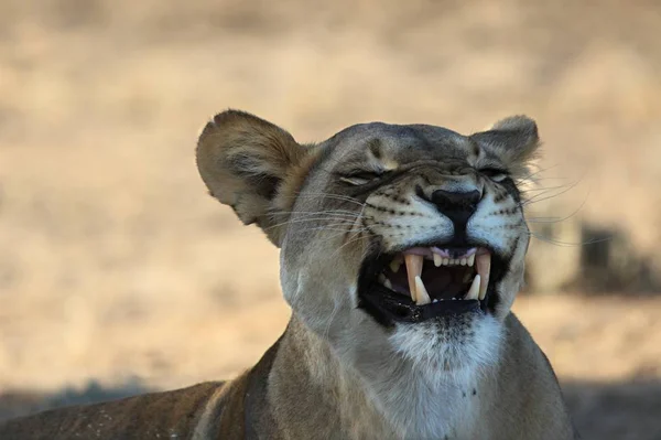 Lioness Panthera Leo Kalahari Desert Lying Shade Open Mouth Big — Stock Photo, Image