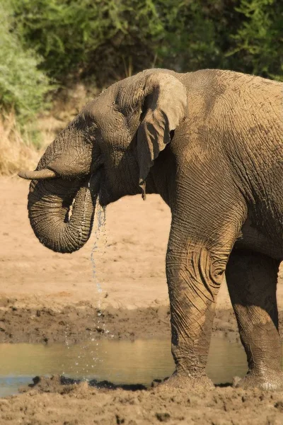 Afrikanischer Buschelefant Loxodonta Africana Trinkt Wasser Aus Dem See Der — Stockfoto