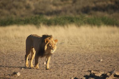 Dev aslan erkek (Panthera leo) siyah yeleli sabah güneşinde Kalahari çölünün kuru kumlarında yürüyor..