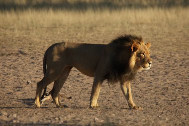Dev aslan erkek (Panthera leo) siyah yeleli sabah güneşinde Kalahari çölünün kuru kumlarında yürüyor..