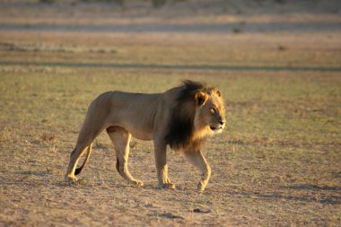 Dev aslan erkek (Panthera leo) siyah yeleli sabah güneşinde Kalahari çölünün kuru kumlarında yürüyor..