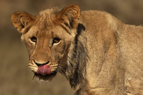 Young lion male (Panthera leo) walking in dry red sand of Kalahari. Lion in morning golden sun. Dry sand in backgrund.