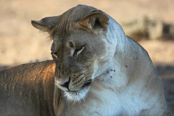 Oroszlán Panthera Leo Kalahári Sivatagban Higgadtan Fekszik Árnyékban Száraz Bokor — Stock Fotó
