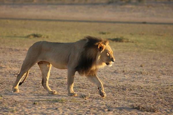 Dev aslan erkek (Panthera leo) siyah yeleli sabah güneşinde Kalahari çölünün kuru kumlarında yürüyor..