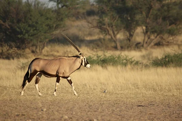 Gemsbok Vagy Gemsbuck Oryx Gazella Áll Homokon Kalahári Sivatagban — Stock Fotó