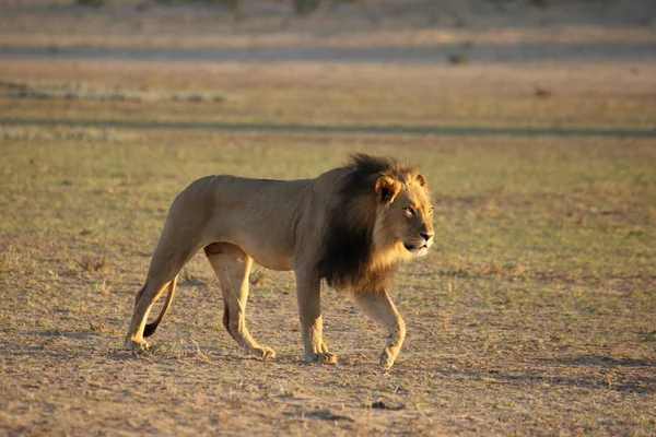 Énorme Lion Mâle Panthera Leo Avec Crinière Noire Marchant Sur — Photo