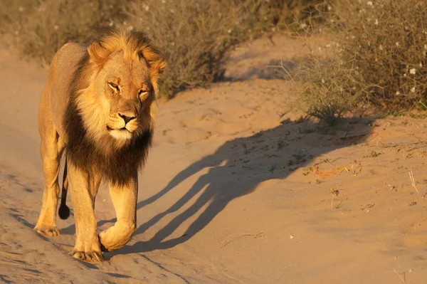 Величезний Лев Panthera Leo Чорною Гривою Йде Сухому Піску Пустелі — стокове фото