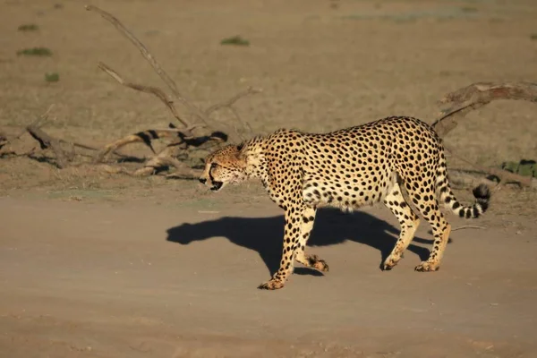 Çita Erkek Acinonyx Jubatus Sabah Güneşinde Kuru Kalahari Çölünde Kumların — Stok fotoğraf