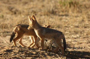 Siyah sırtlı çakal (Canis mesomelas) köpek yavruları sabah güneşinde kuru çimlerde oynuyorlar. Annemi bekliyorum..