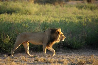 Aslan erkek (Panthera leo) Kalahari çölünde yürüyor ve sabah güneşinde sürüsünün geri kalanını arıyor. Arka planda kum ve yeşil çalı.