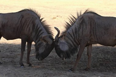 İki mavi antilop erkek (Connochaetes taurinus) Kalahari çölünde kırmızı kum üzerinde kuru bir arazide savaşıyor..