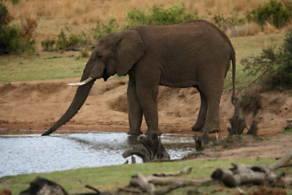 Elefante Africano Loxodonta Africana Forma Lago Sol Noite Fundo Verde — Fotografia de Stock